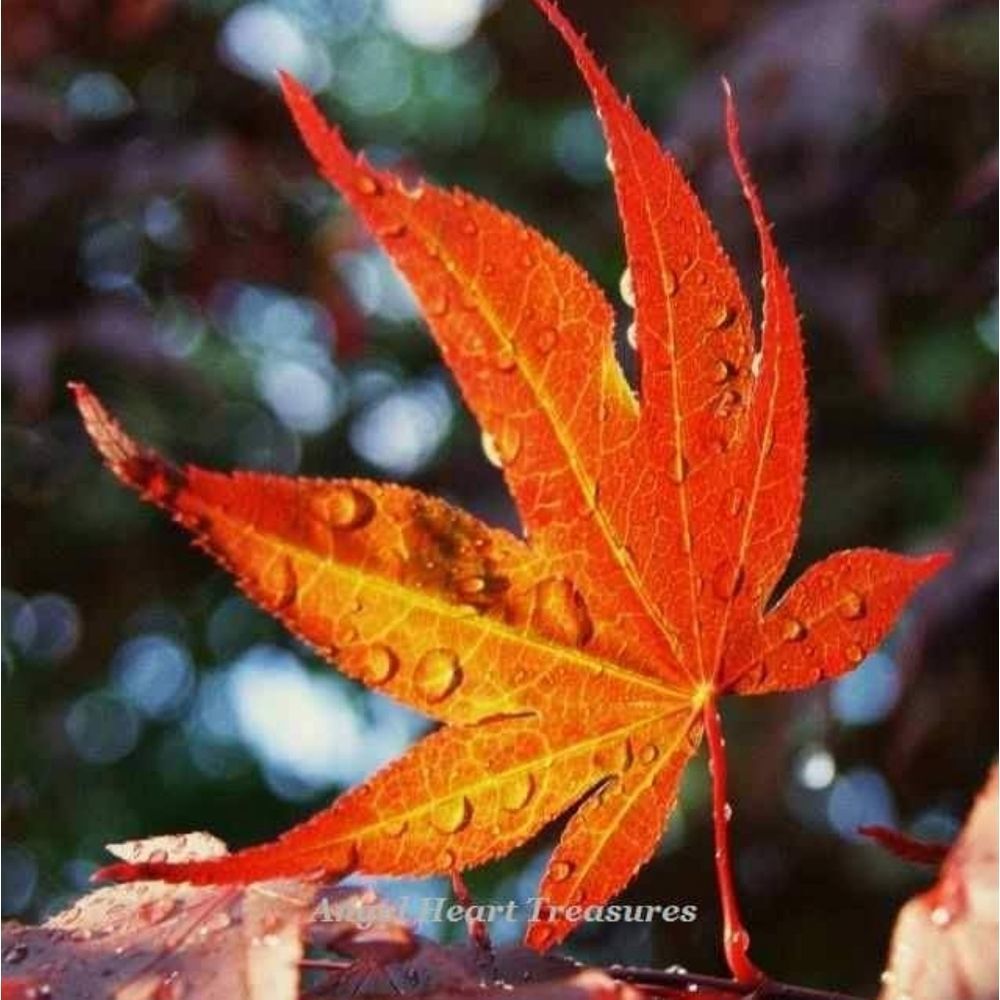 5x7 Original Photography Sunlit Red Maple Leaf 🍁